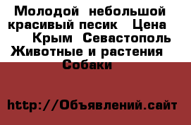 Молодой, небольшой, красивый песик › Цена ­ 1 - Крым, Севастополь Животные и растения » Собаки   